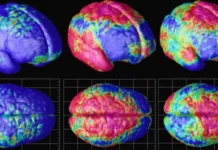 Nature Neuroscience: вчені з Техасу створюють декодер, який читає думки людей