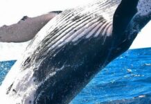 Зустрічі з людьми призводять до незвичайної поведінки китів