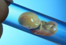 Проведення ЕКО влітку збільшує шанси на народження дітей