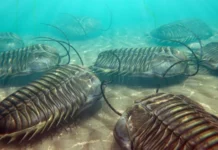 У стародавніх трилобітів були кришталеві очі, і вони до сих пір залишаються загадкою