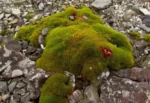 Через глобальне потепління в Антарктиді вперше з’явилися нові квіти