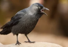 Nature Communications: Сім’я для галок є важливіше від смачної їжі