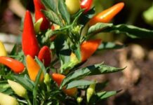 З’єднання перцю чилі полегшують біль — вчені