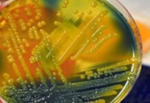 Вчені розробили нанотонкий матеріал для знищення супербактерій