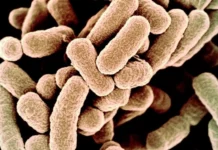 Вчені розробили бактерії E. Coli для виробництва електроенергії