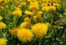 Екстракт кульбаби виявився ефективним при лікуванні раку молочної залози