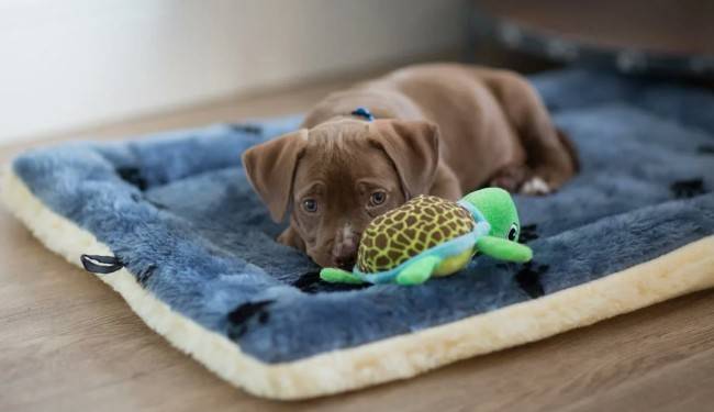 Обязательные принадлежности для щенка