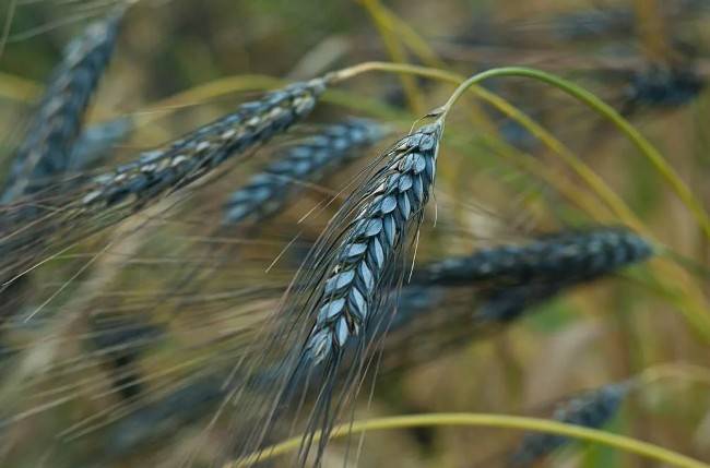 Чем полезна черная пшеница