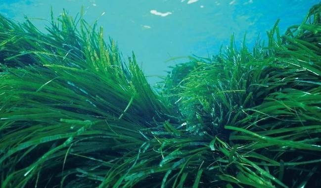 Польза спирулины для здоровья