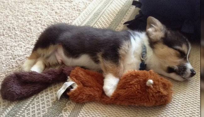 Обязательные принадлежности для щенка