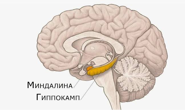 Что такое гиппокамп