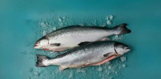 7 причин включити в раціон лосось