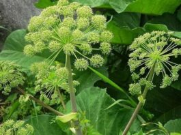 14 трав, які ростуть у тіні