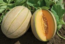 Чим корисна мускусна диня