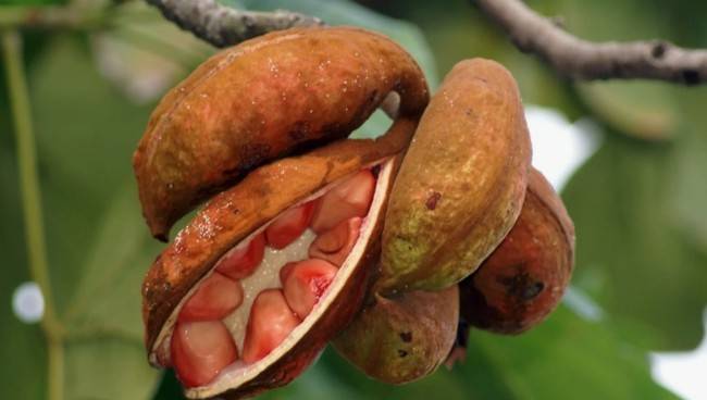 Что такое орех кола