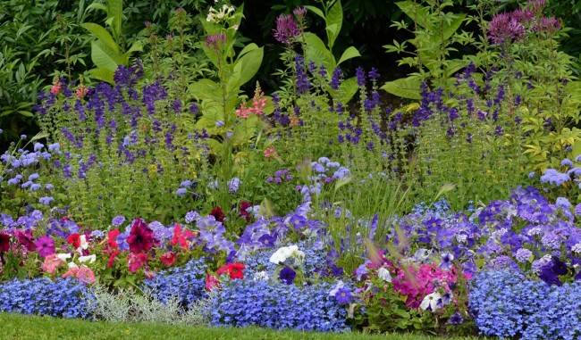 Как выращивать лобелию