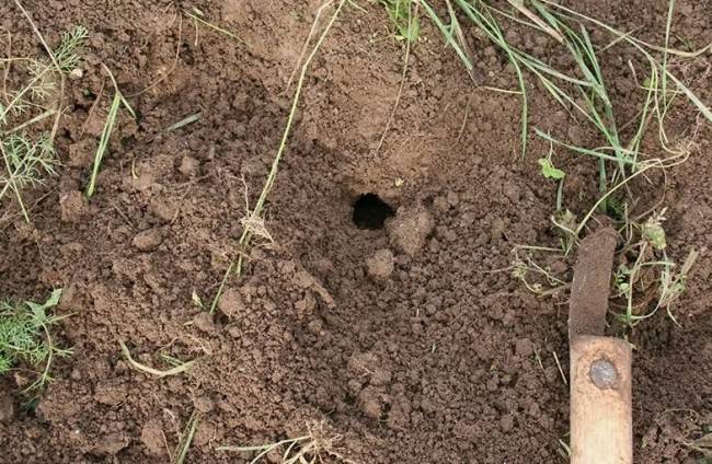 Как распознать змеиные норы у себя во дворе и что делать дальше