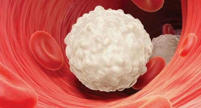 Какие части тела составляют иммунную систему