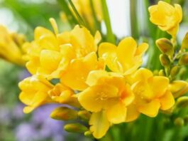 Найароматніші квіти для вашого саду