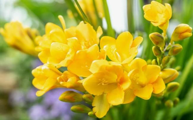 Самые ароматные цветы для вашего сада