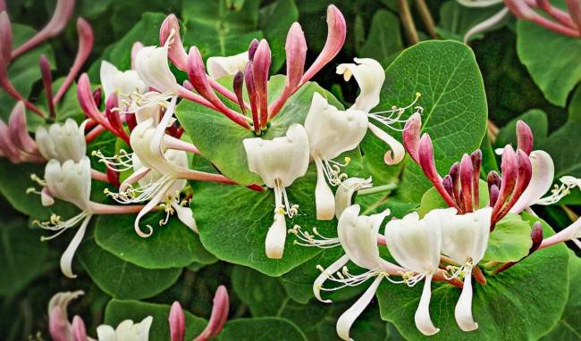 Самые ароматные цветы для вашего сада