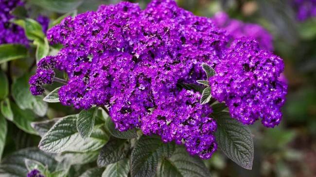 Самые ароматные цветы для вашего сада