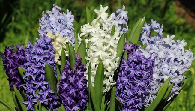 Самые ароматные цветы для вашего сада