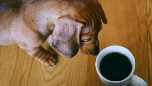Вреден ли кофе для собак