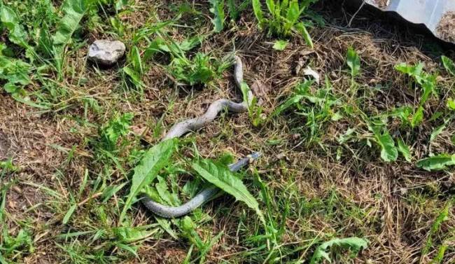 Как распознать змеиные норы у себя во дворе и что делать дальше