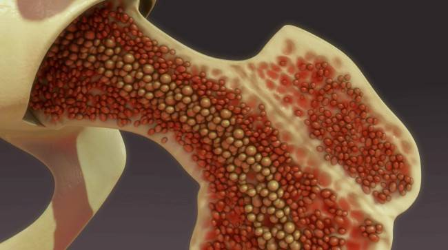 Какие части тела составляют иммунную систему