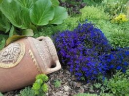 Як вирощувати лобелію