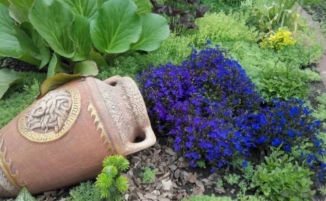 Как выращивать лобелию