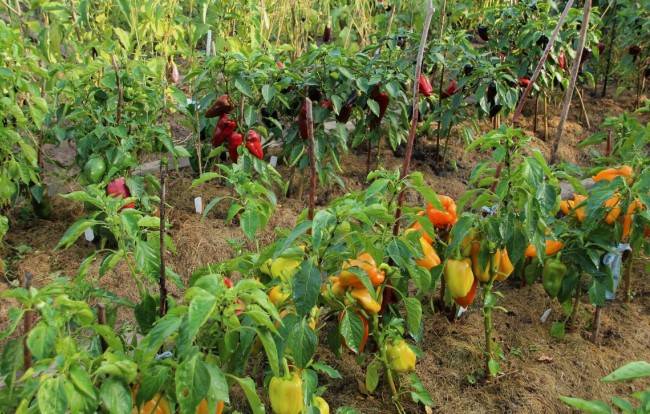 Советы по выращиванию болгарского перца