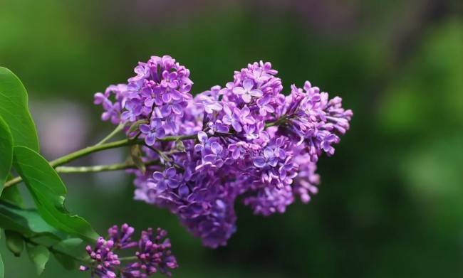 Самые ароматные цветы для вашего сада