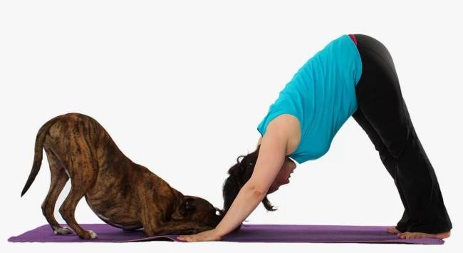 Польза асаны «собака мордой вниз»