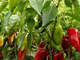 Поради щодо вирощування болгарського перцю