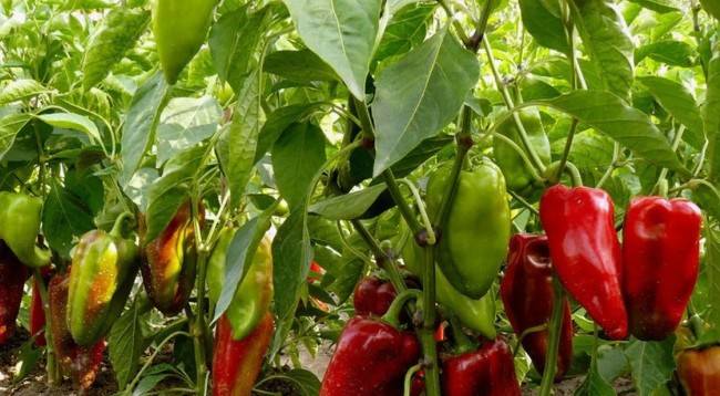 Советы по выращиванию болгарского перца