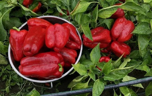 Советы по выращиванию болгарского перца
