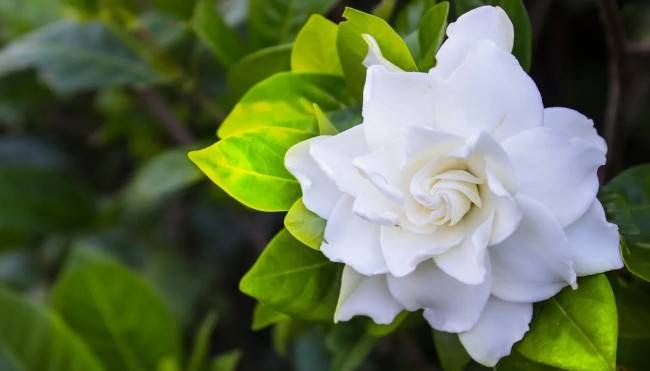 Самые ароматные цветы для вашего сада