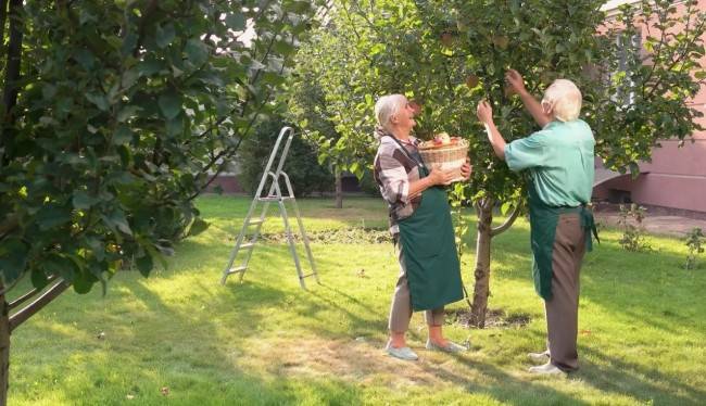 Садоводство - натуральное решение от болезни Альцгеймера