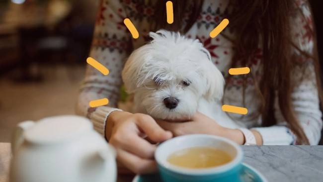 Вреден ли кофе для собак