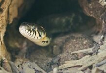 Як розпізнати зміїні нори у себе на подвір’ї та що робити далі