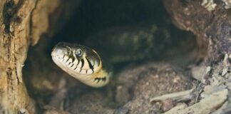 Як розпізнати зміїні нори у себе на подвір’ї та що робити далі