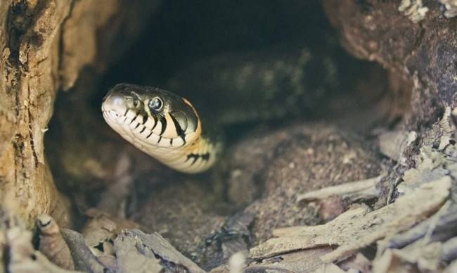 Как распознать змеиные норы у себя во дворе и что делать дальше