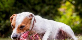 Чи можна годувати собаку свининою: переваги, ризики та безпечні способи приготування