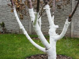 Садовий бинт: сучасний спосіб захисту дерев узимку та альтернатива побілці