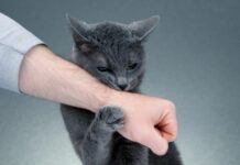 Чому кішка хапає вас м’якими лапами: головні причини поведінки, які варто знати