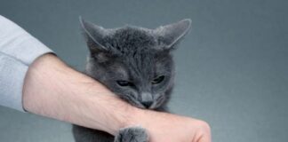 Чому кішка хапає вас м’якими лапами: головні причини поведінки, які варто знати