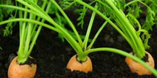 Чому морква виростає несолодкою і як отримати по-справжньому смачний урожай