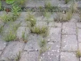 Як назавжди (або майже назавжди) позбутися трави між тротуарними плитками